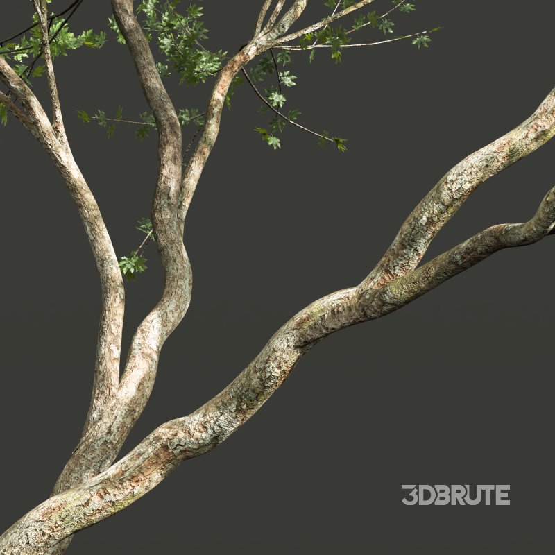 AV Acer Saccharinum and Acer Pseudoplatanus 4 trees Image 9