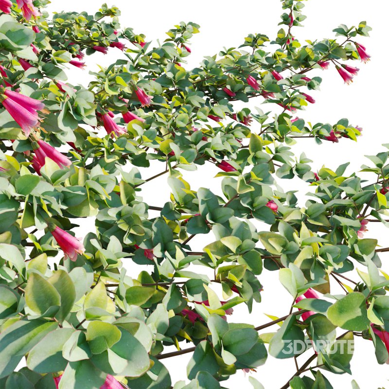 Correa reflexa – Native Fuchsia – Grevillea wilsonii 01 Image 4