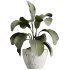 AV Calathea Lutea Cuban Cigar Potted Plants - Thumbnail 1
