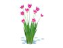 Tulipa – tulips_Pink - Thumbnail 3