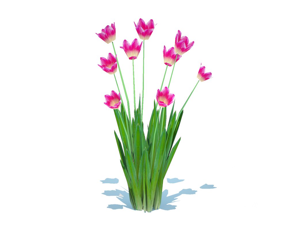 Tulipa – tulips_Pink Image 3