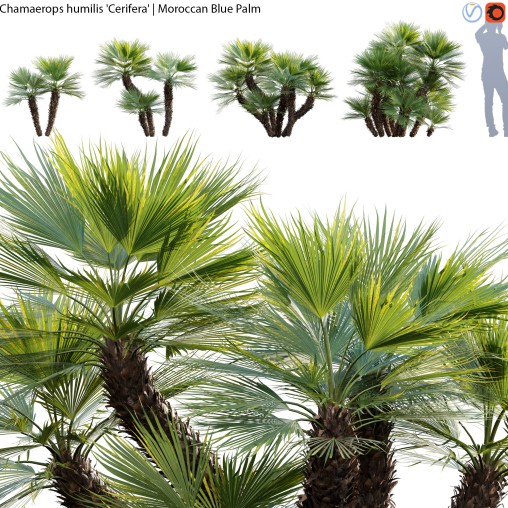 Chamaerops humilis – Moroccan Blue Palm – 01