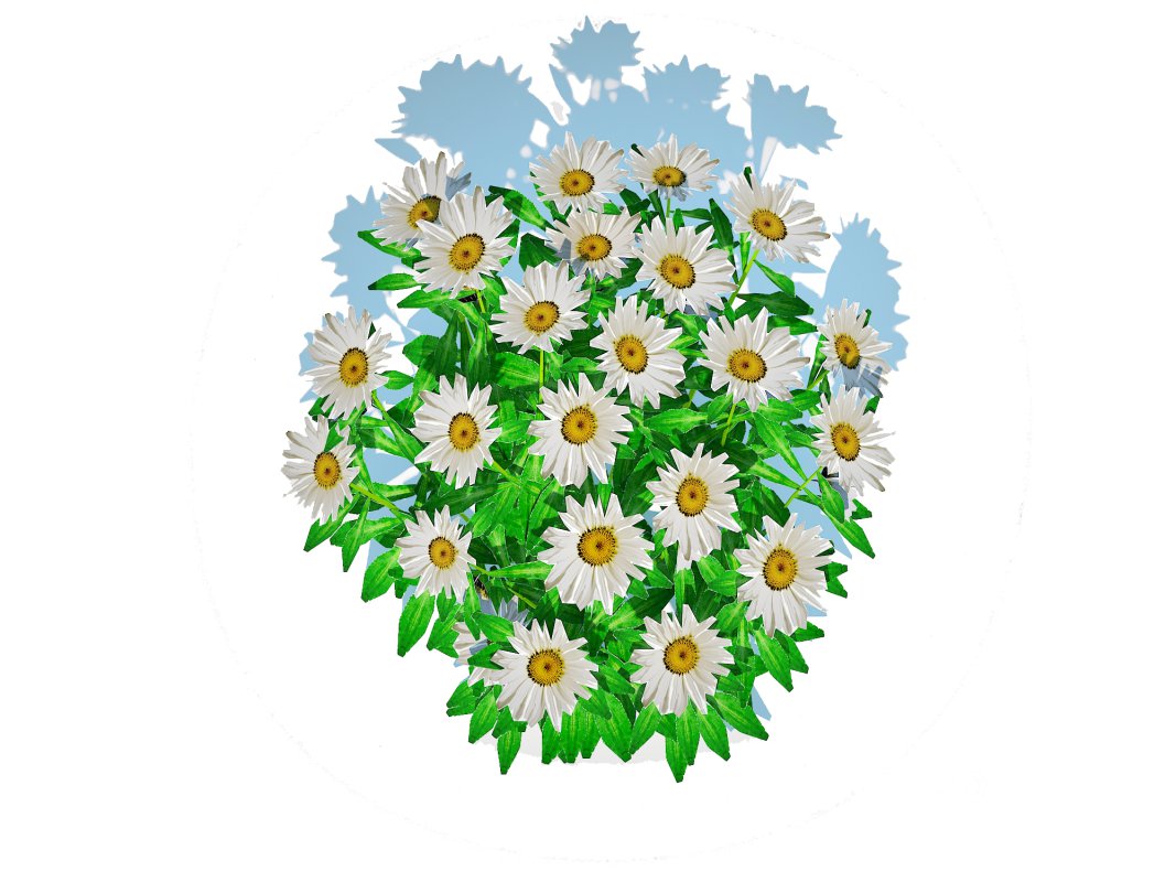 Leucanthemum – shasta daisy Image 5