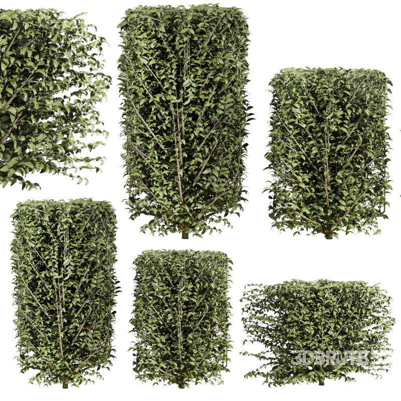 bush plants set Image 1