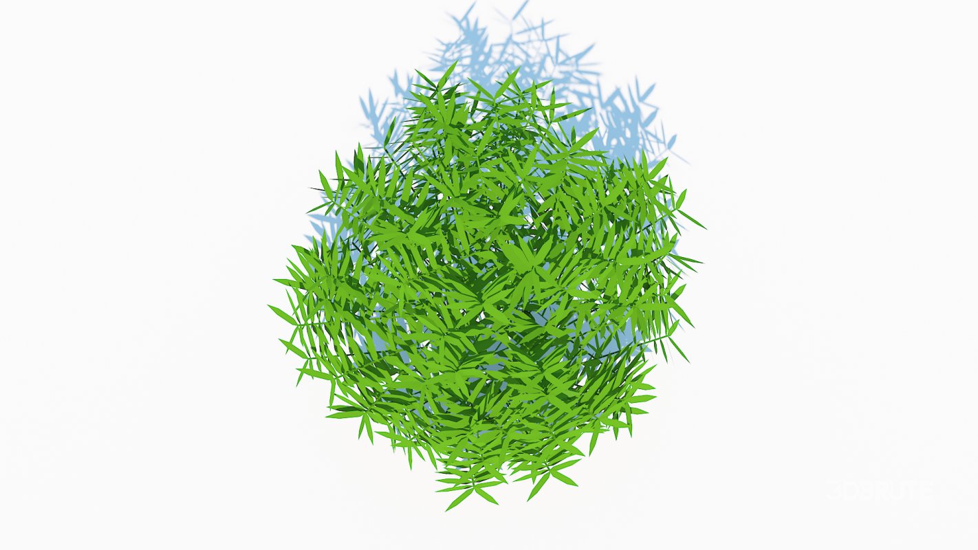 Taxus Media-Round Image 6