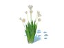 Tulipa – tulips White - Thumbnail 1