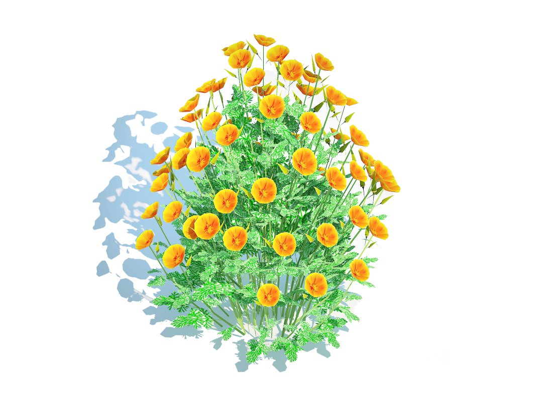 Eschscholzia californica – California poppy Image 3