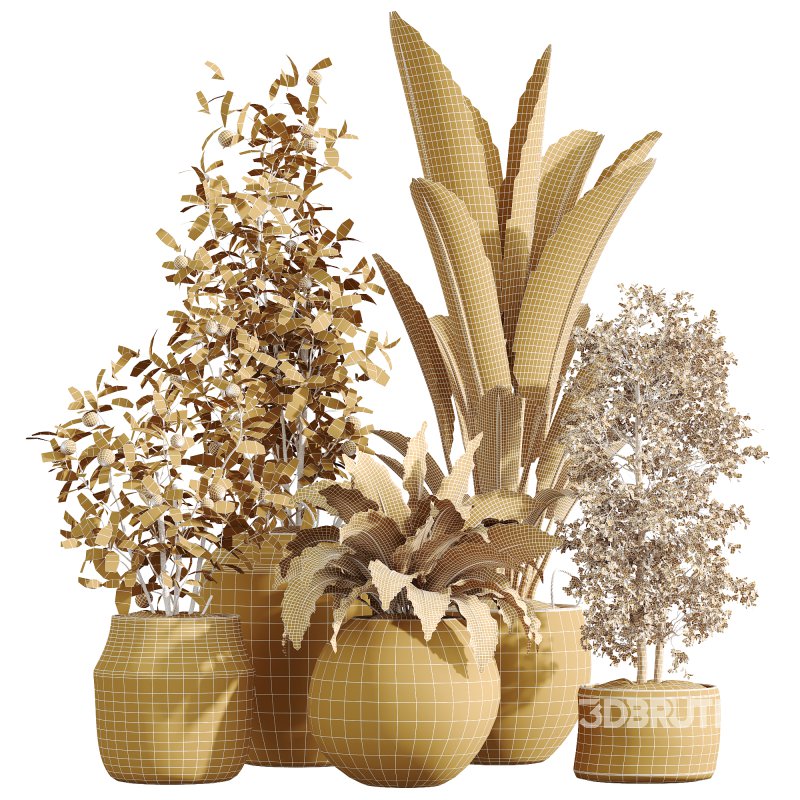 AV Indoor Plants Set 229 Wilsonii Olive and China Orange Tree and Bird Of Paradise and Peace Lily Image 6