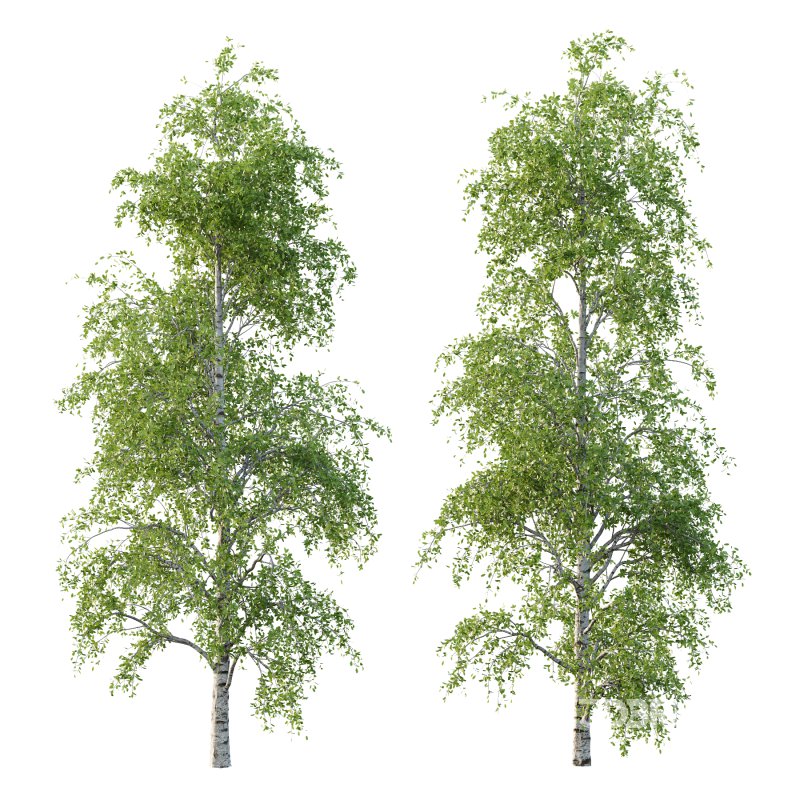 Betula Pendula Tree 07 Image 3