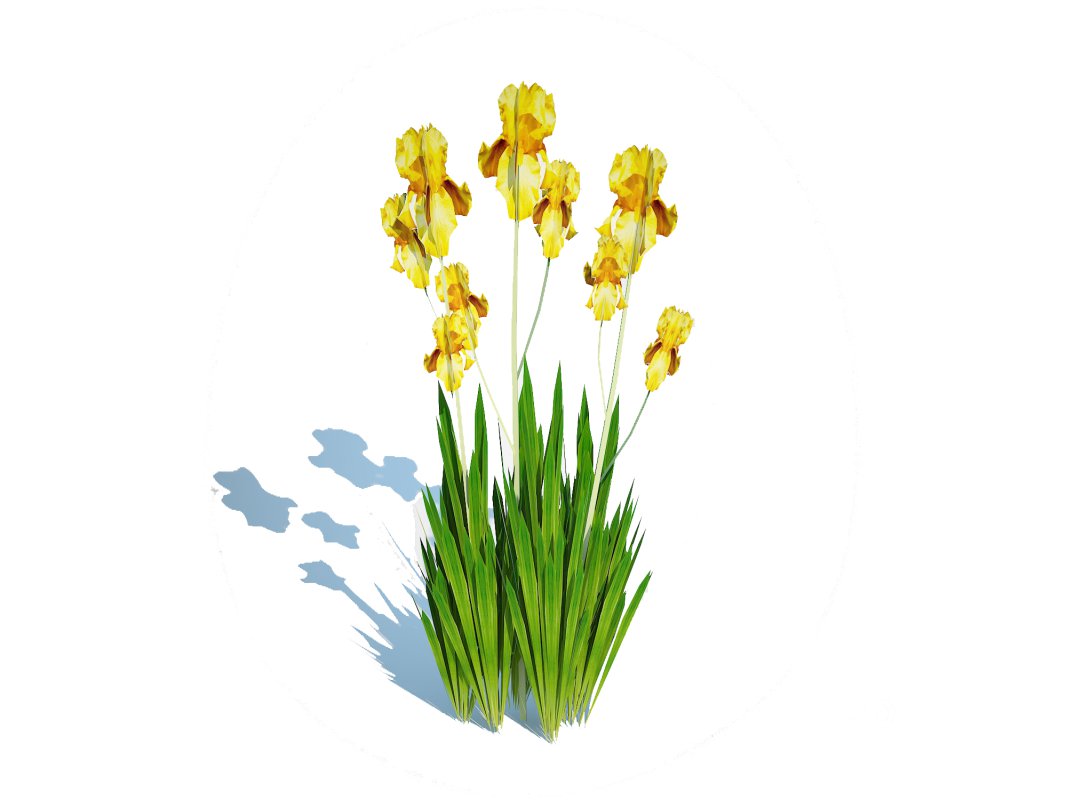 Iris germanica – Yellow Bearded Iris Image 1