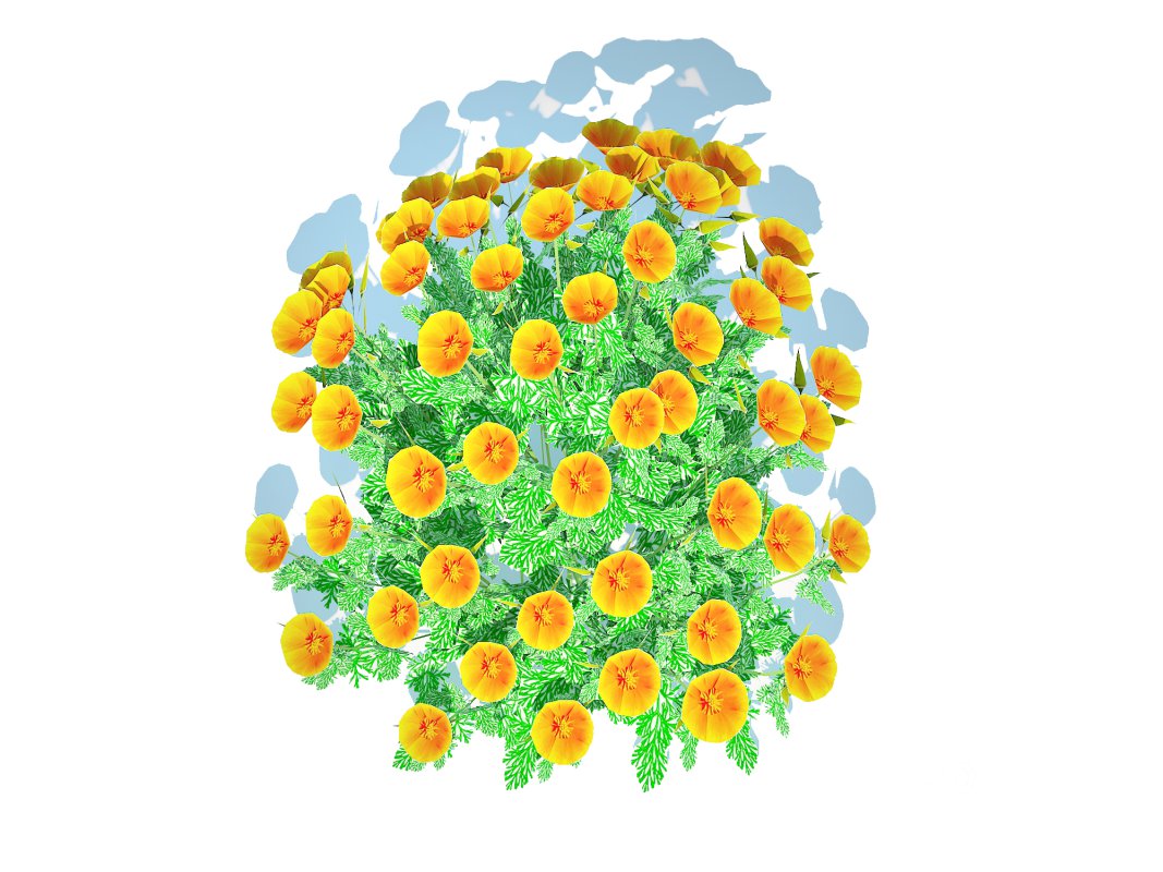 Eschscholzia californica – California poppy Image 5