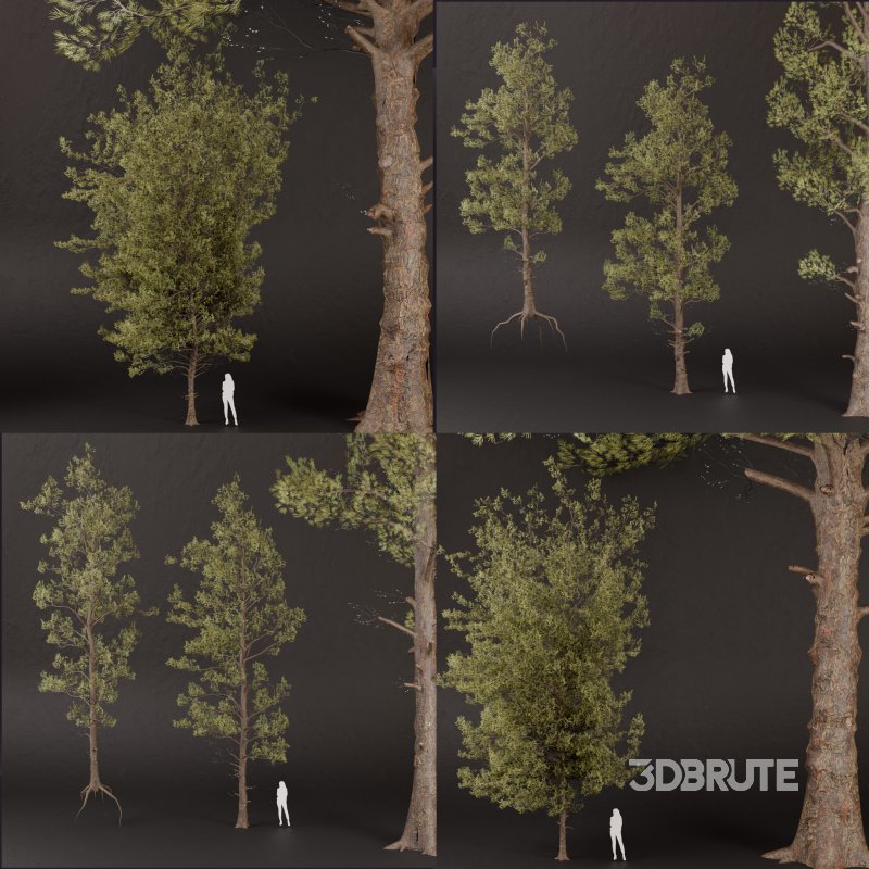 SJ lowpoly pine tree set 01 Image 9