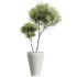 AV Indoor Plants Set 226 Mission Olive and Alnus Glutinosa Alder and Yucca Aloifolia Palm and Cunjevoi Alocasia Jardin - Thumbnail 2