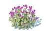 Lamium mac -Chequers - Thumbnail 1