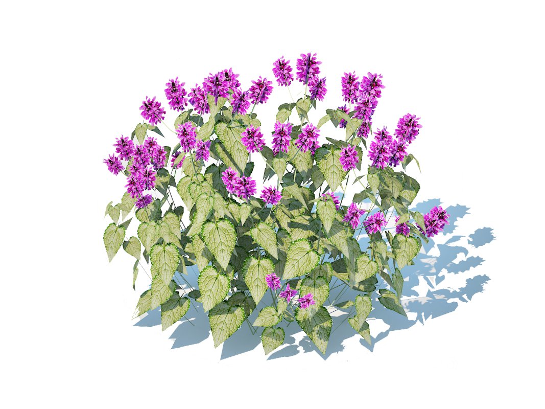 Lamium mac -Chequers Image 1