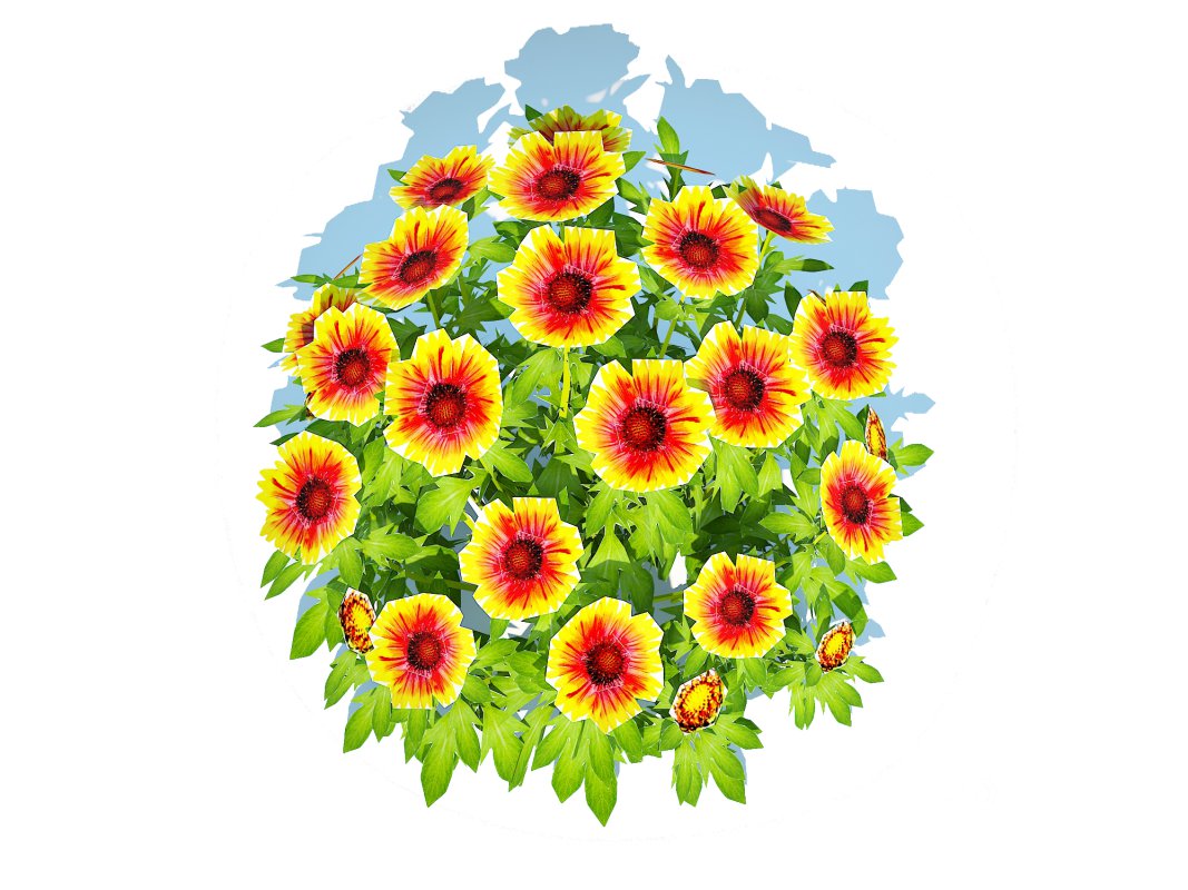 Gaillardia – Blanket Flower Image 5