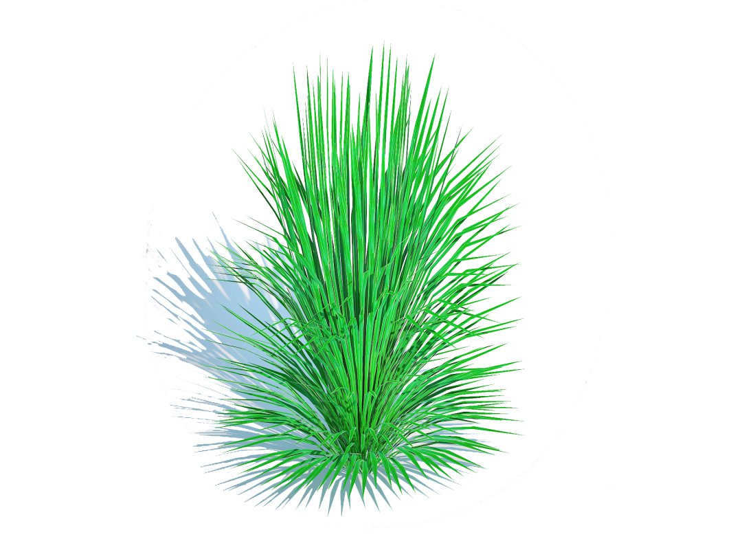 Helictotrichon sempervirens – blue oat grass Image 4