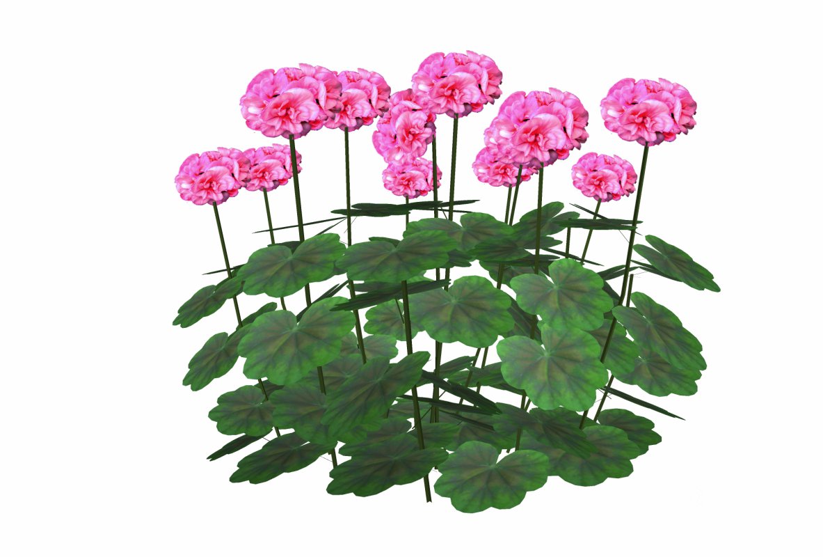 Pelargonium-Geranium-Pink Image 4
