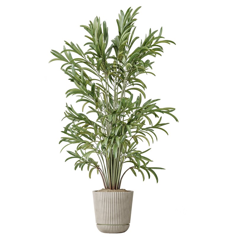 AV Indoor plants set 210 Mission Olive and Ficus Cyathistipula and Lily Domino and Lutescens Areca Palm Image 1