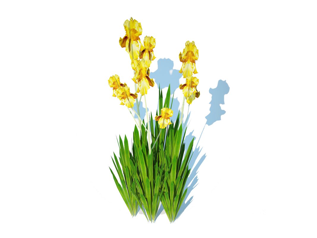 Iris germanica – Yellow Bearded Iris Image 2