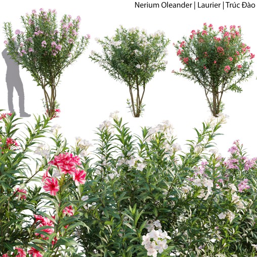 Nerium Oleander – Laurier – 01