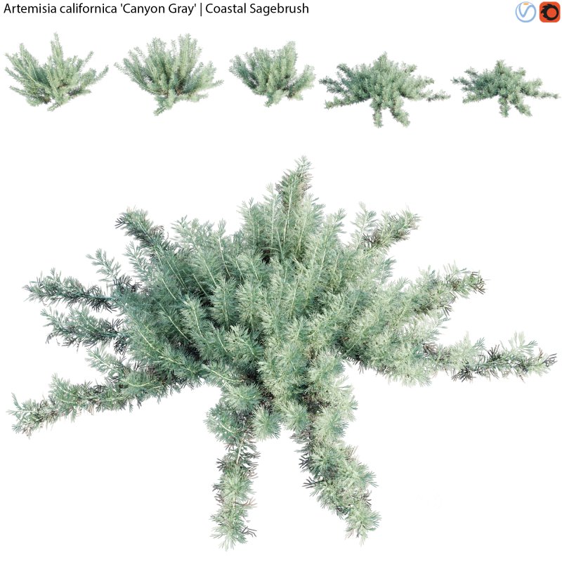 Artemisia californica – Coastal Sagebrush – 01 Image 1