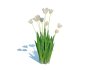 Tulipa – tulips White - Thumbnail 4