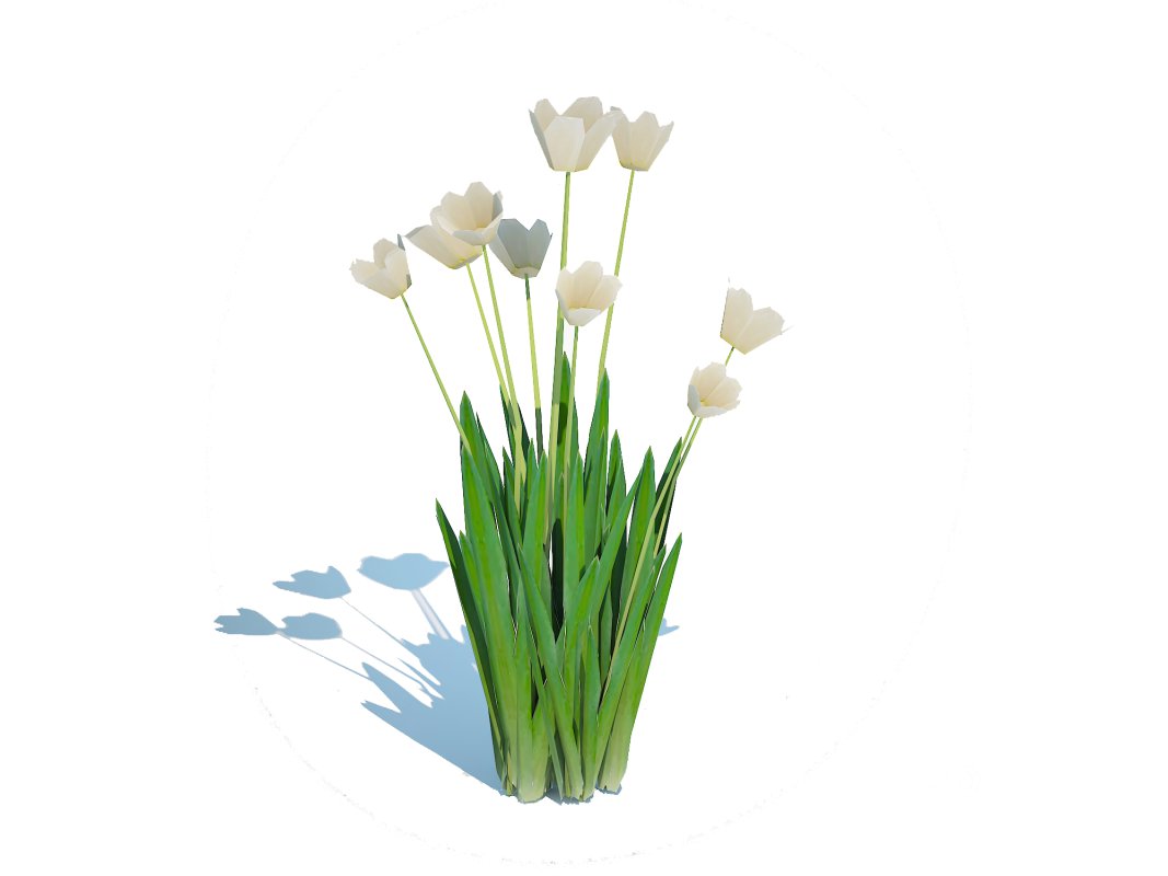 Tulipa – tulips White Image 4