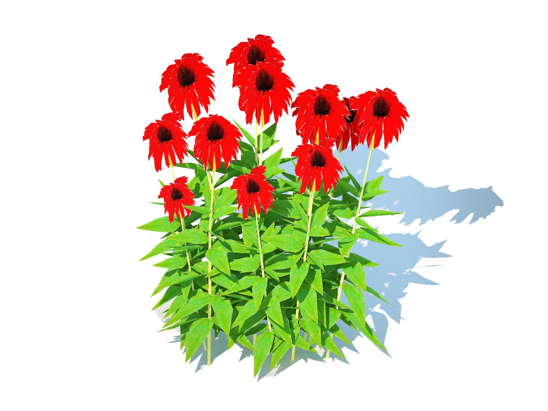 Echinacea Tomato Soup – Coneflower Image 1