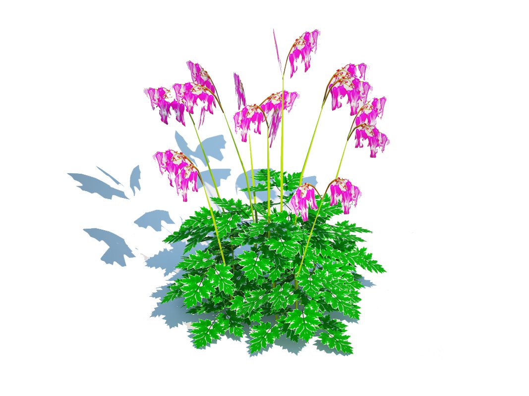 Dicentra Luxuriant – Bleeding Heart Image 4