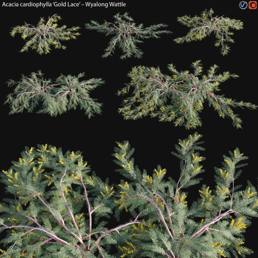 Acacia cardiophylla Gold Lace – Wyalong Wattle – 01
