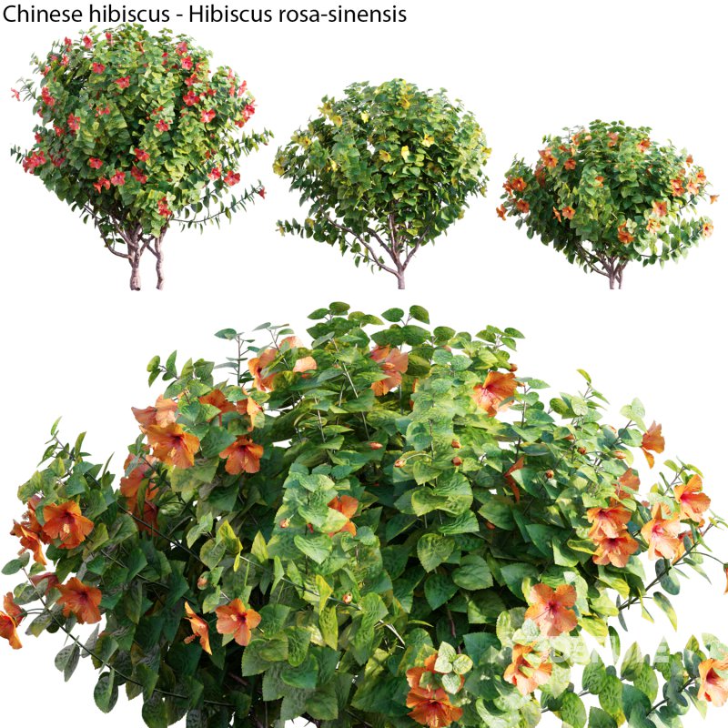 Chinese hibiscus – Hibiscus rosa-sinensis – 04 Image 1