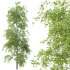 Betula Pendula Tree 07 - Thumbnail 4