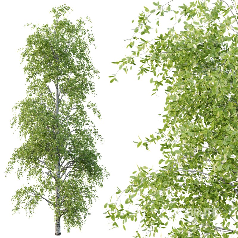 Betula Pendula Tree 07 Image 4