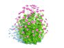 Geramium – pink cranesbill - Thumbnail 4