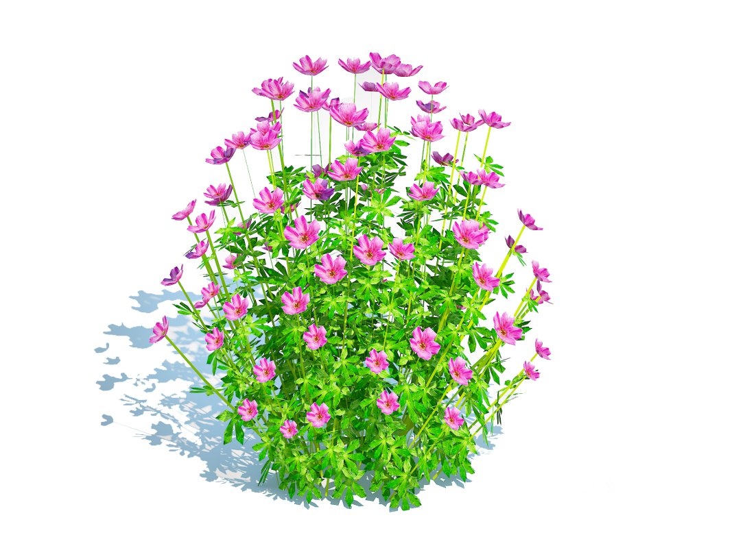 Geramium – pink cranesbill Image 4