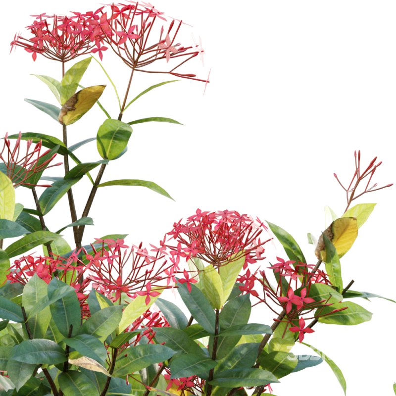 Ixora coccinea – flame of the woods – 02 Image 3