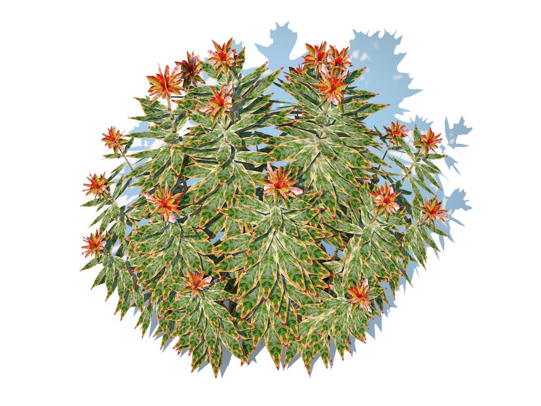 Euphoriba – Helena Image 5