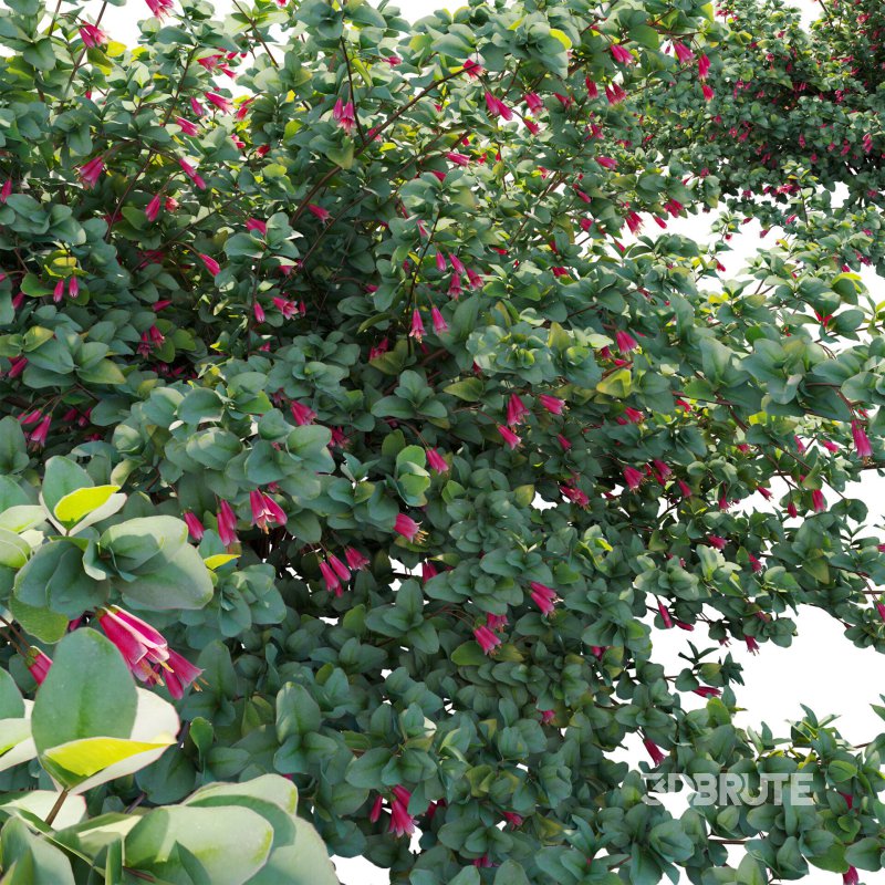 Correa reflexa – Native Fuchsia – Grevillea wilsonii 02 Image 4