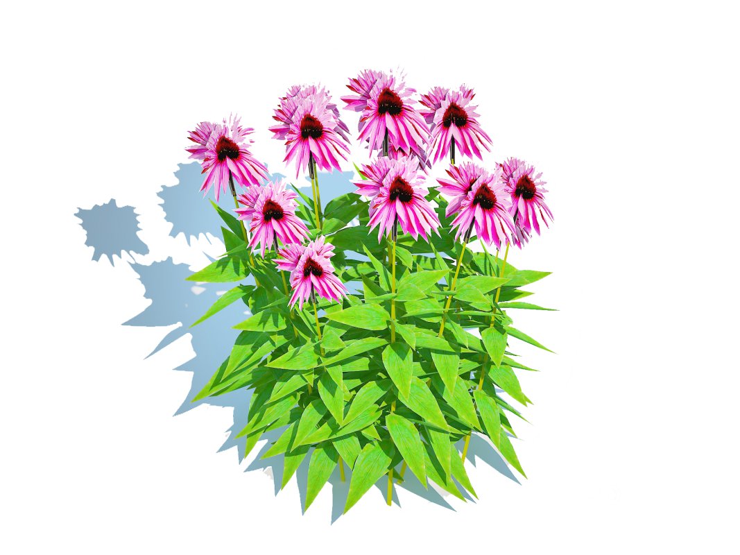 Echinacea Merlot – Coneflower Image 2