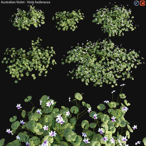 Viola hederacea -Australian Native Violet – 01