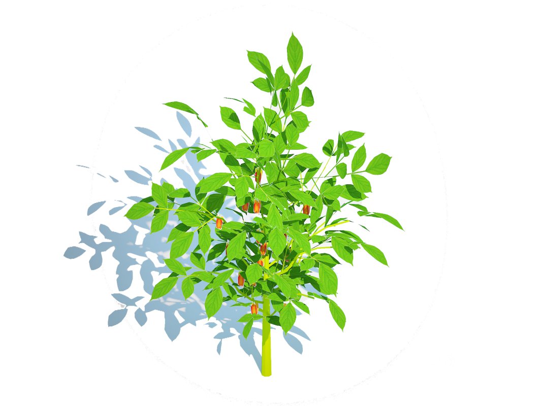 Bell Pepper-orange Image 2