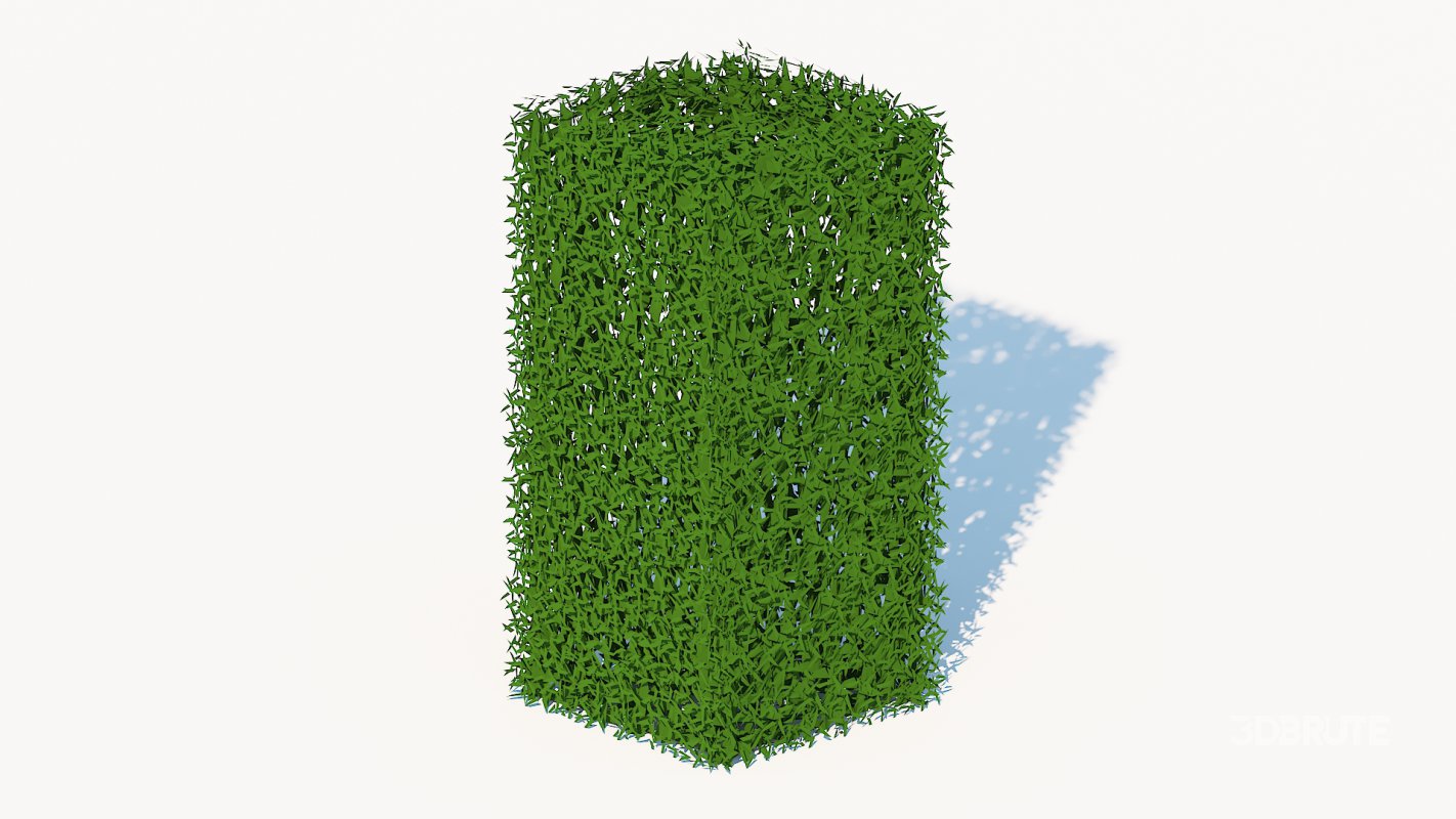 Taxus Media-Upright Image 4