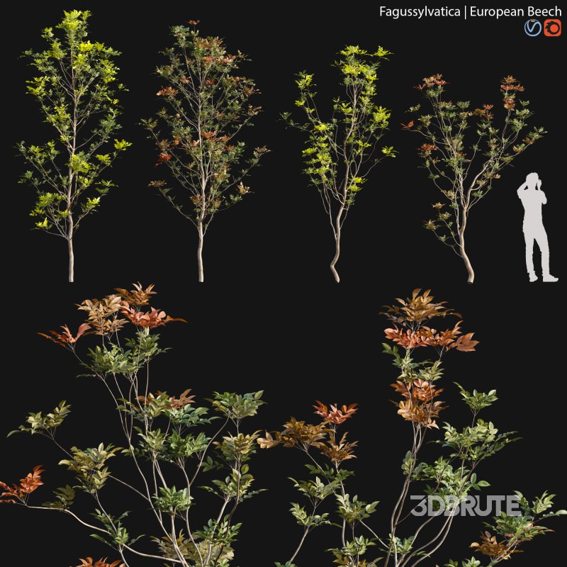 Fagus sylvatica – European Beech – 01 Image 1