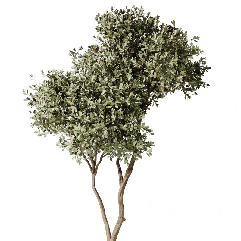 AV Indoor Plant Set 217 Mission Olive ParadiseBird Rhapis Excelsa Lady Palm Ravenala Banana Strelitzia Nicolai Image 2