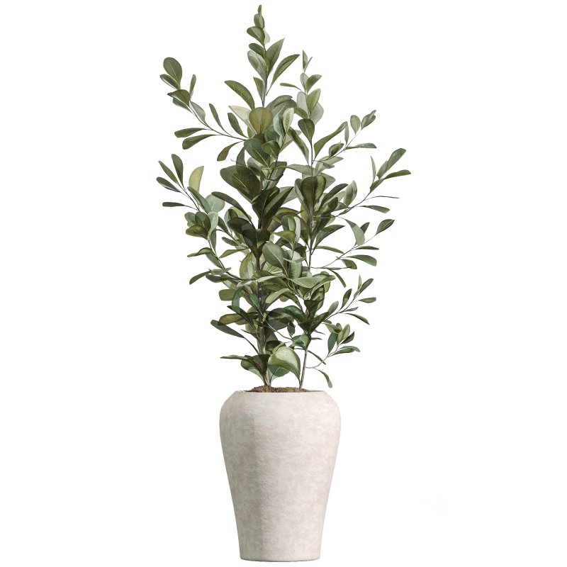 AV Indoor Plants Set 223 Ficus Binnendijkii Microcarpa Moclame Lemon Lime Cane ParadiseBird Image 1