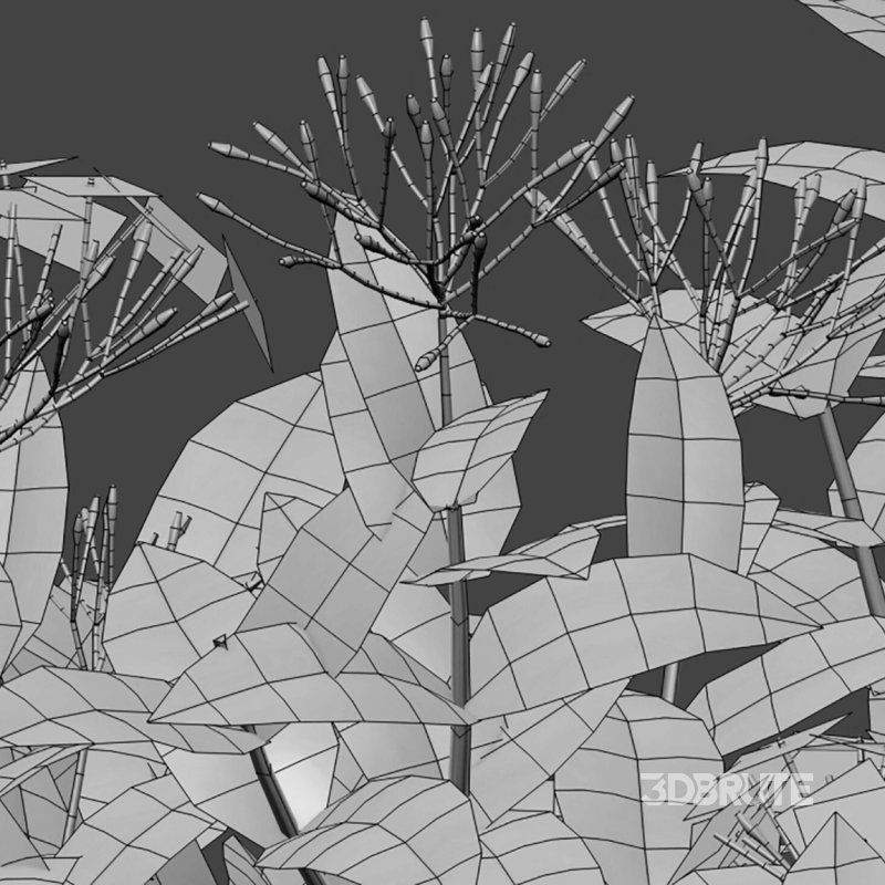 Ixora coccinea – flame of the woods – 02 Image 4