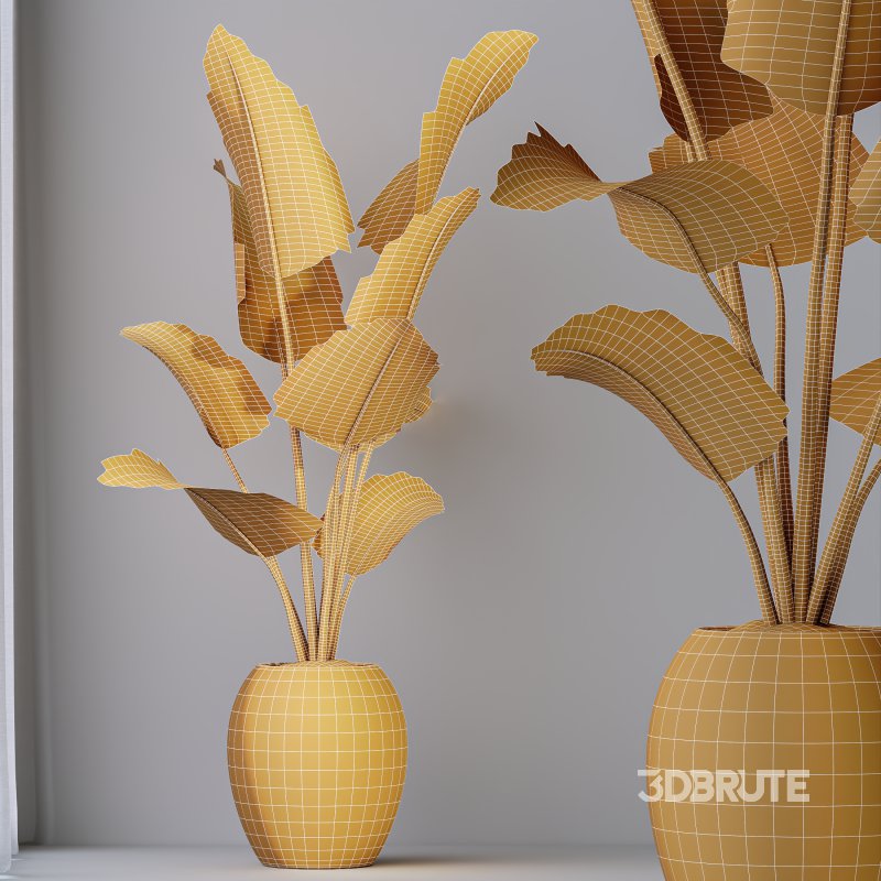 AV Indoor plants set 208 Mission Olive and Cyara Areca Palm and Strelitzia Reginae Nicolai and Yucca Aloifolia Rostrata Image 10