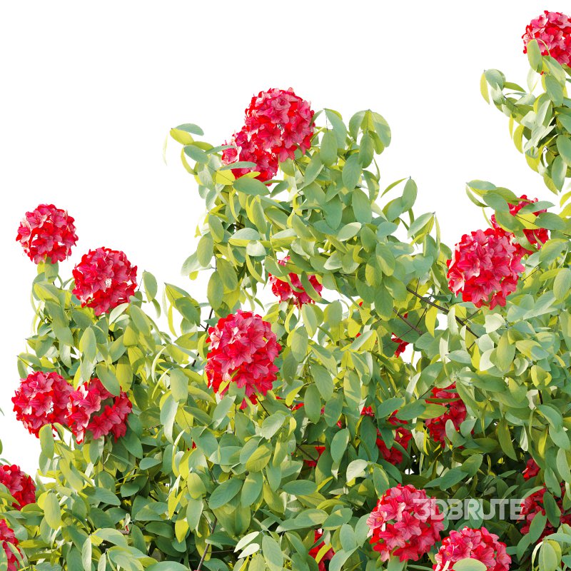 Rhododendron Arboreum Bush 05 Image 6