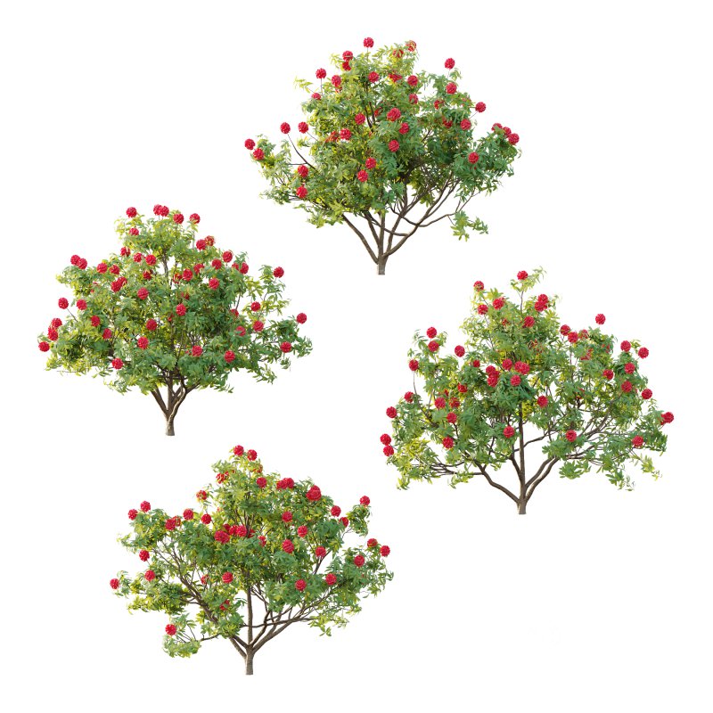 Rhododendron Arboreum Bush 07 Image 4